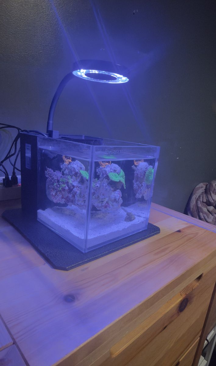 PNW CUSTOM Small-in-one 1 gallon desktop aquarium