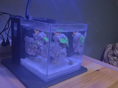 PNW CUSTOM Small-in-one 1 gallon desktop aquarium