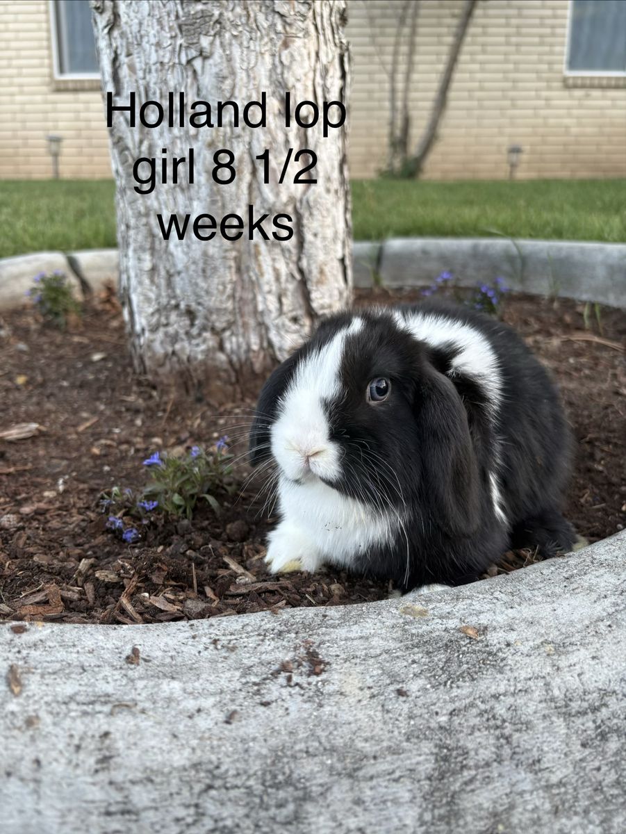 Adorable Holland Lop Girl - 8.5 Weeks Old - Ready for Her Forever Home!