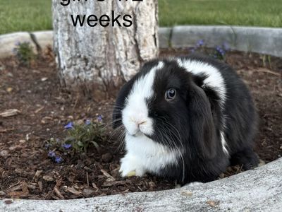 Adorable Holland Lop Girl - 8.5 Weeks Old - Ready for Her Forever Home!