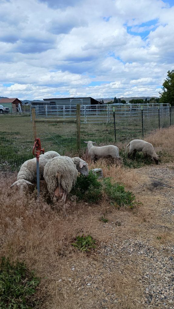 Eastern Friesian, Lacaune, Awassi mix also 2 ram lambs
