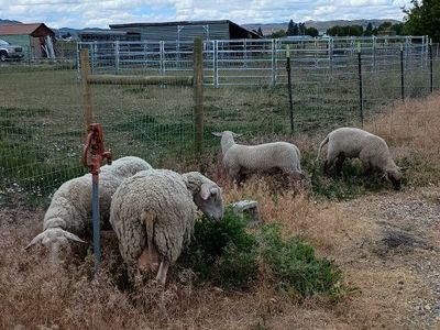 Eastern Friesian, Lacaune, Awassi mix also 2 ram lambs