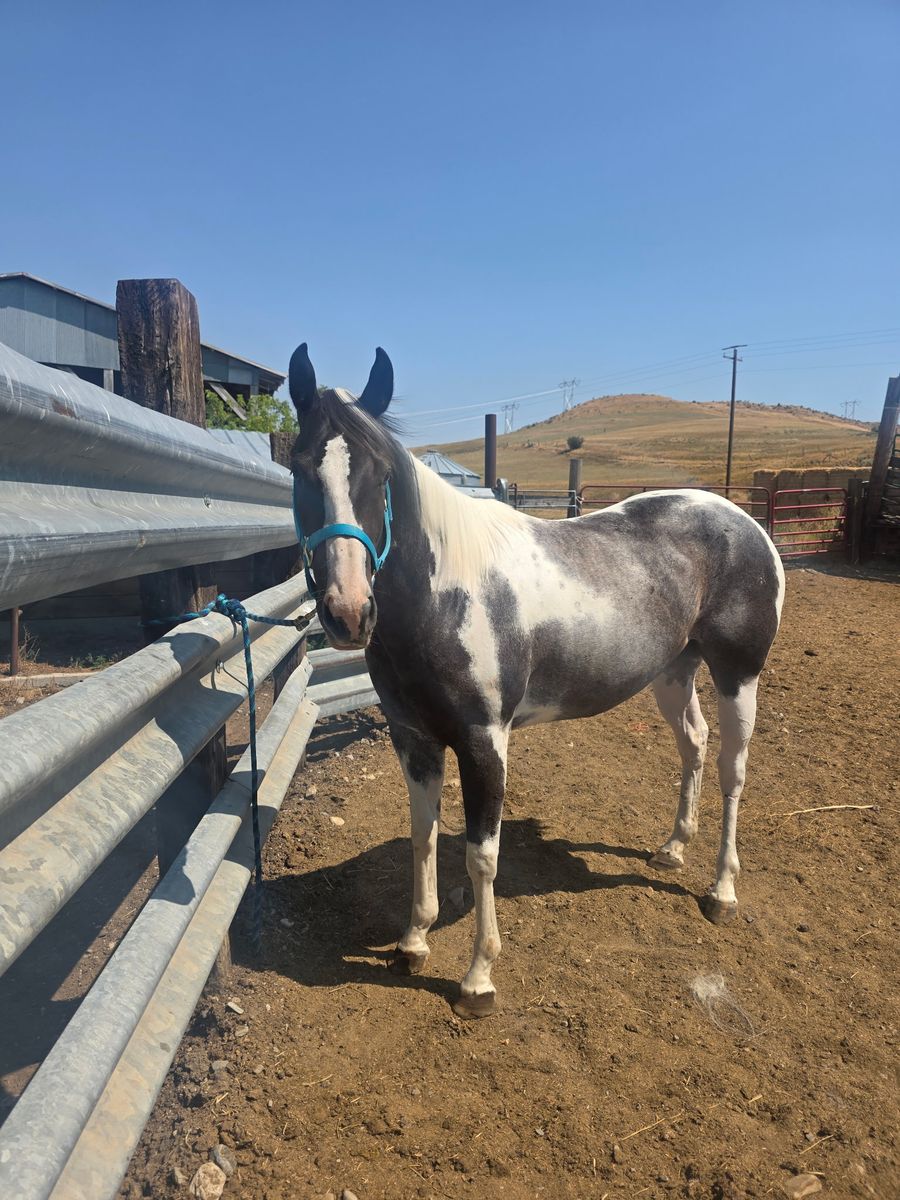 4 year old registered paint filly