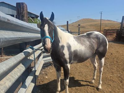 4 year old registered paint filly