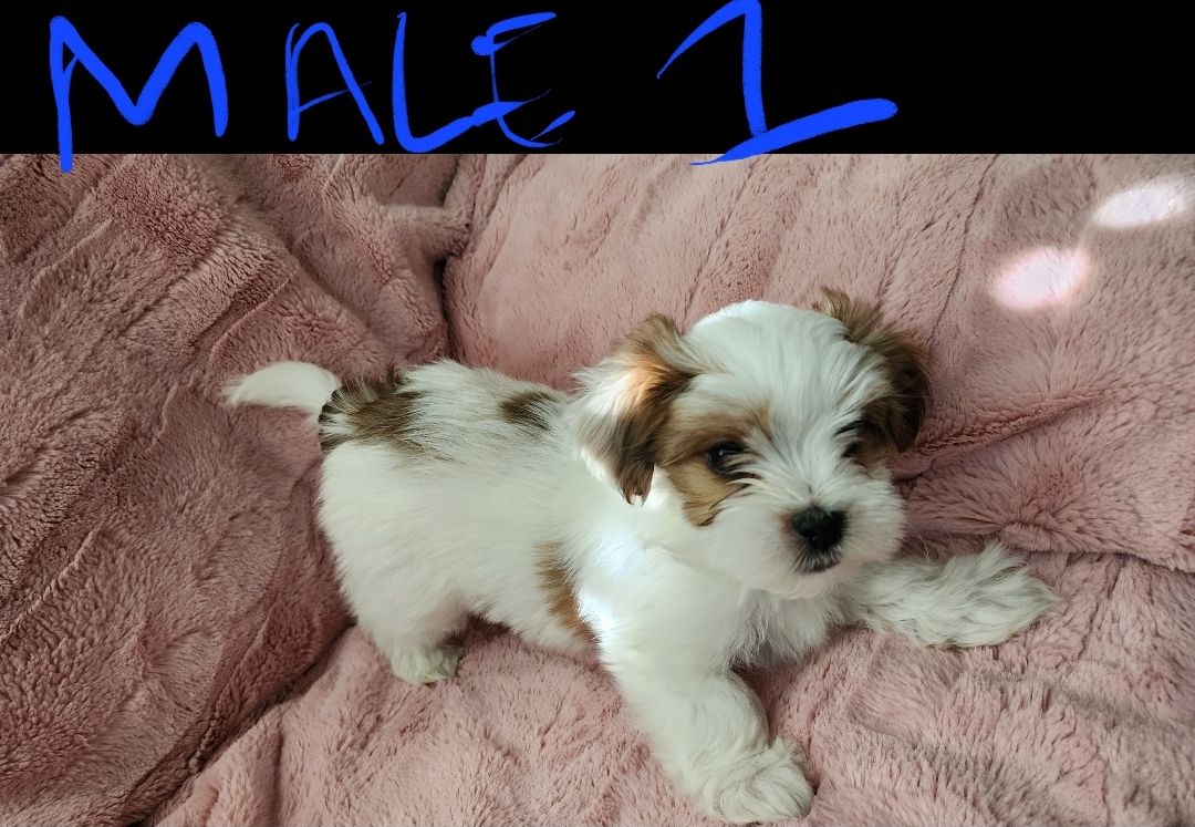 Morkie (Maltese/ Yorkie)