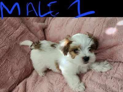 Morkie (Maltese/ Yorkie)