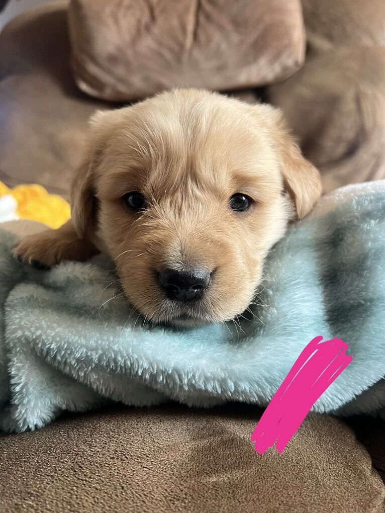 AKC Golden Retriever Females