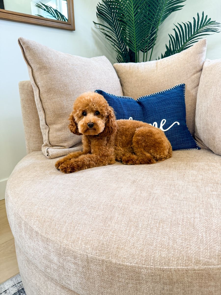 AKC Toy Poodle Stud Service