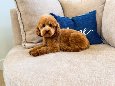 AKC Toy Poodle Stud Service