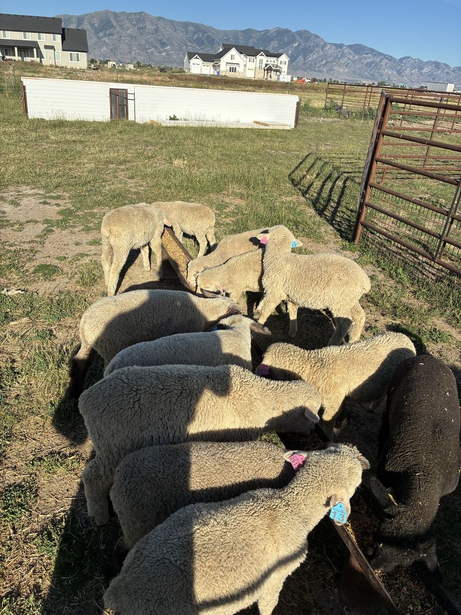Wether Lambs