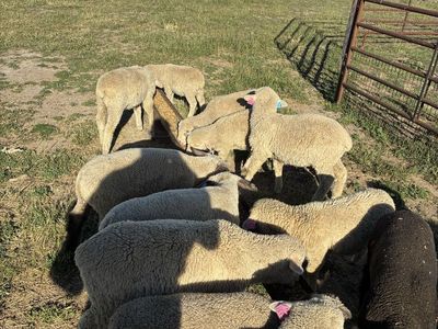 Wether Lambs