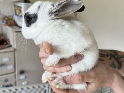 Baby bunnies