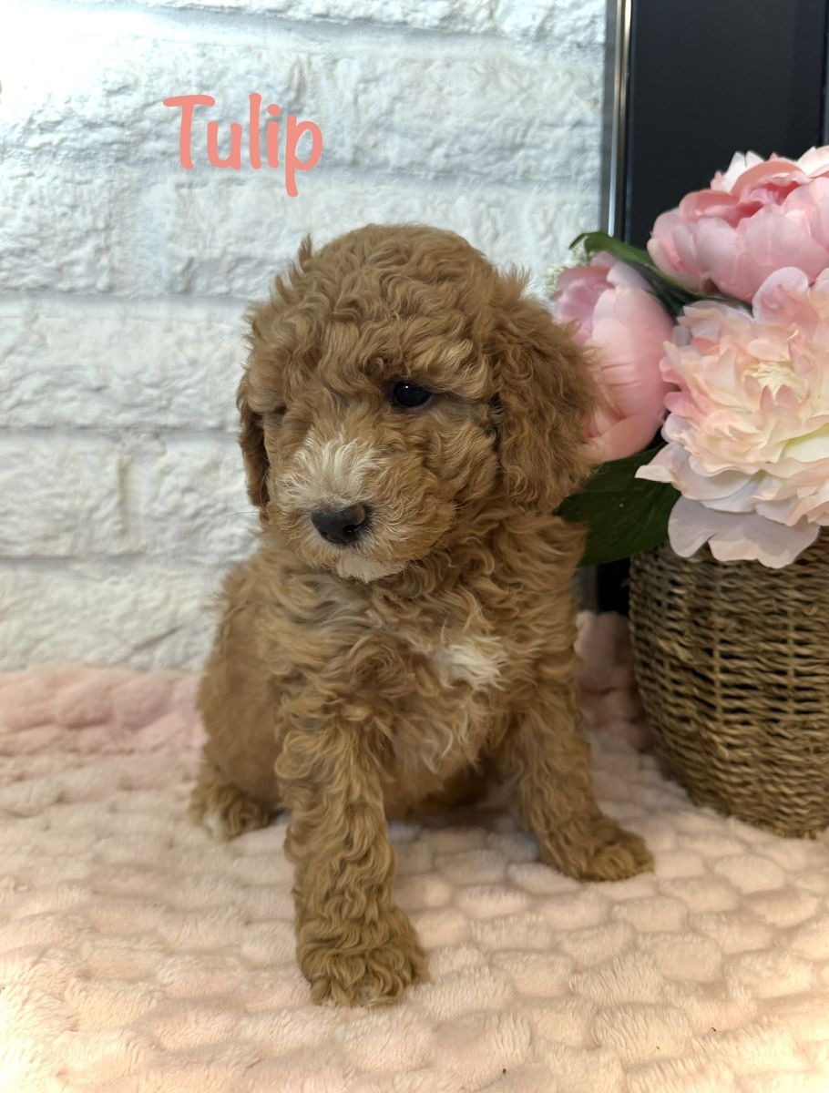 AKC mini poodle female