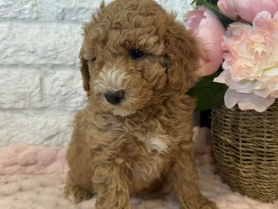 AKC mini poodle female