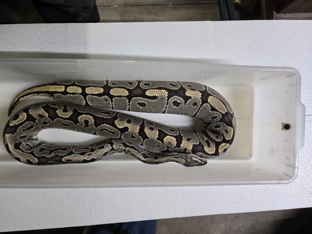 Hypo female (trades?)
