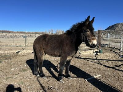 1/4 Draft 2 Year Old Molly Mule
