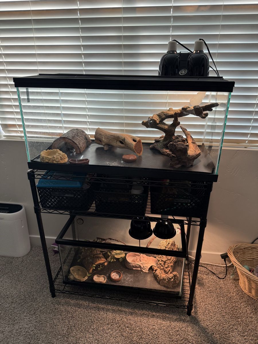 Bearded Dragons for Sale