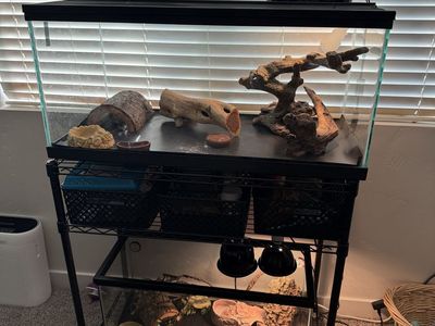 Bearded Dragons for Sale