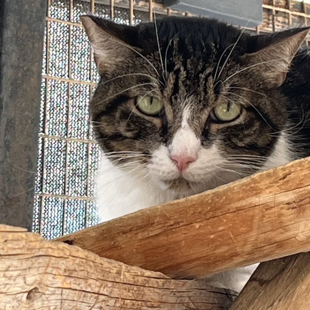 Hello my name is Beignet