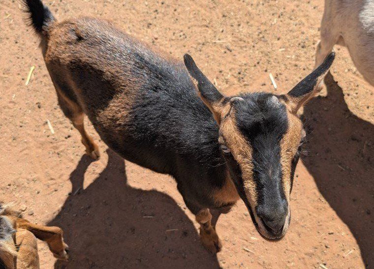 Friendly Blue-Eyed Nigerian Dwarf Doe