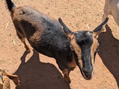 Friendly Blue-Eyed Nigerian Dwarf Doe