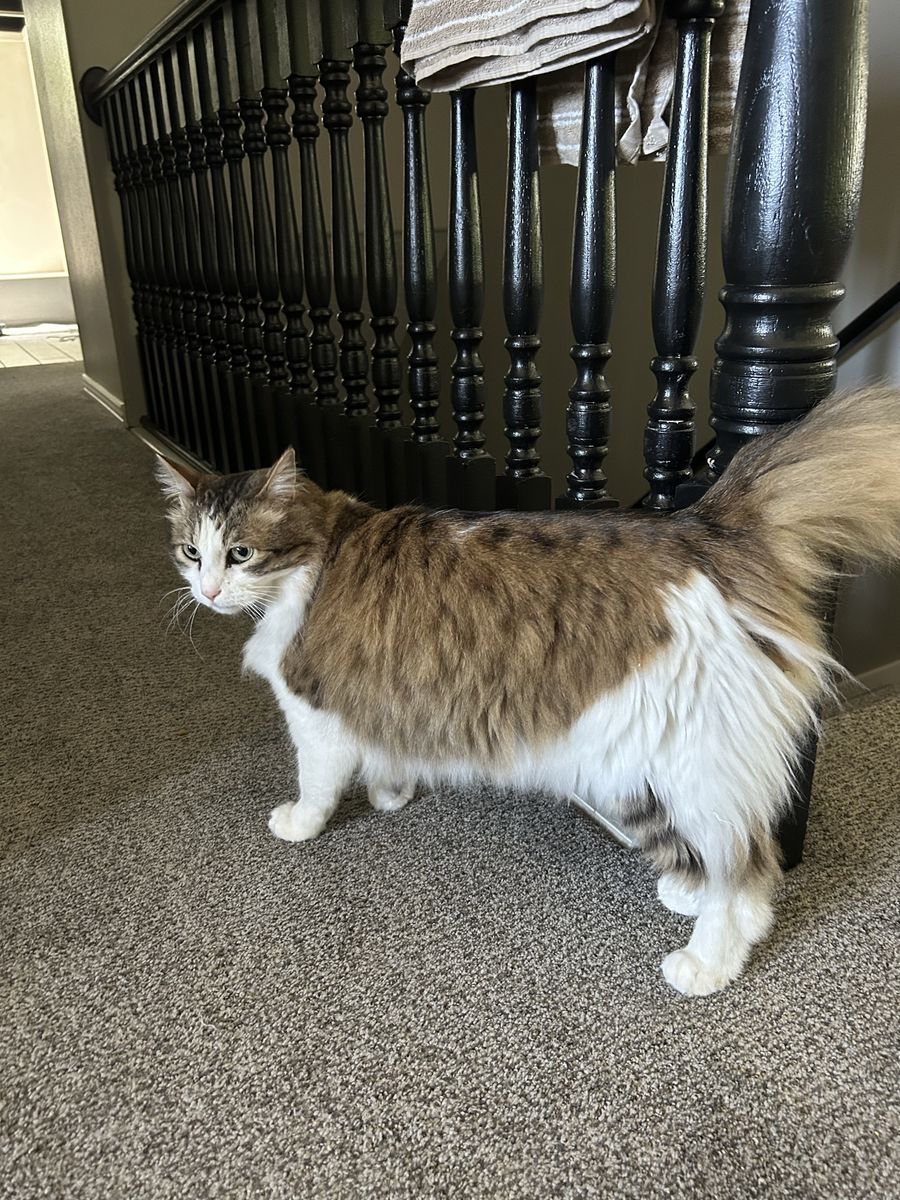 Long haired Siamese cat