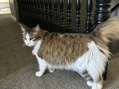 Long haired Siamese cat