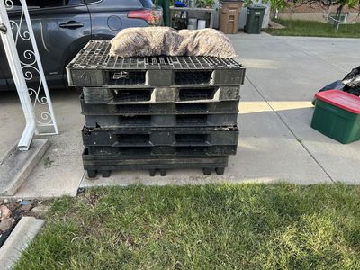 Plastic Palletts - Free