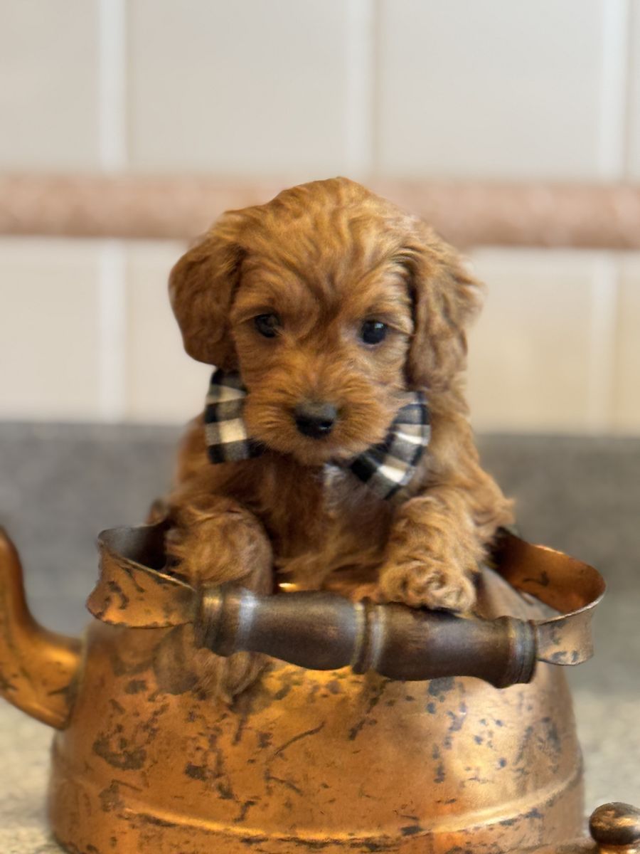 Tiny F1b Goldendoodles