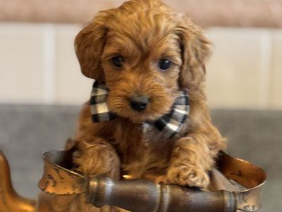 Tiny F1b Goldendoodles