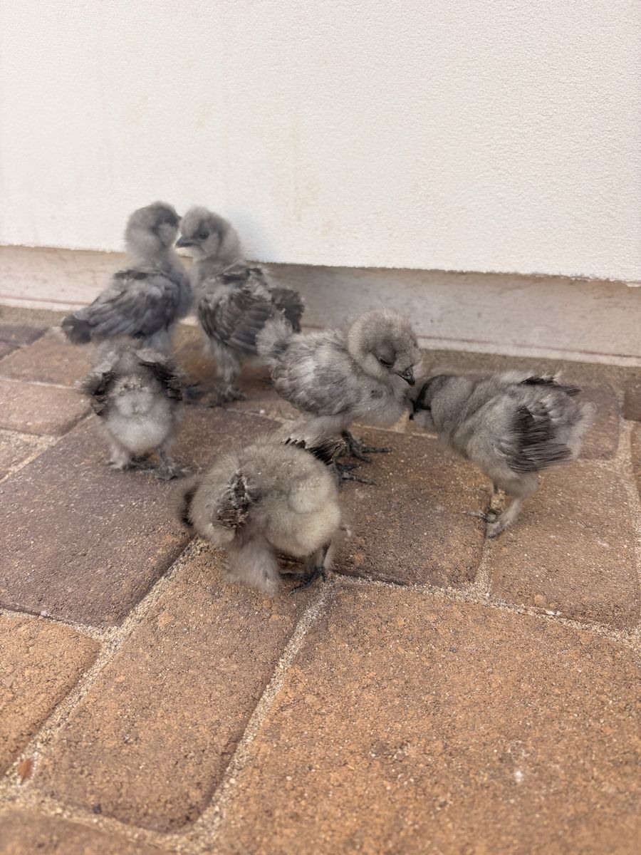 Blue Silkie Chicks