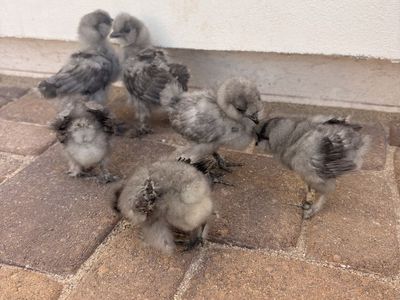 Blue Silkie Chicks
