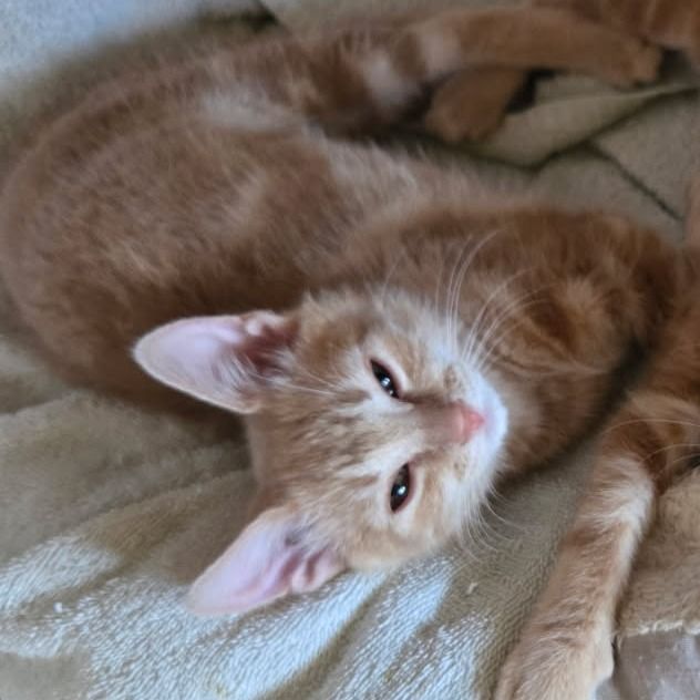 Hello my name is Mandarin