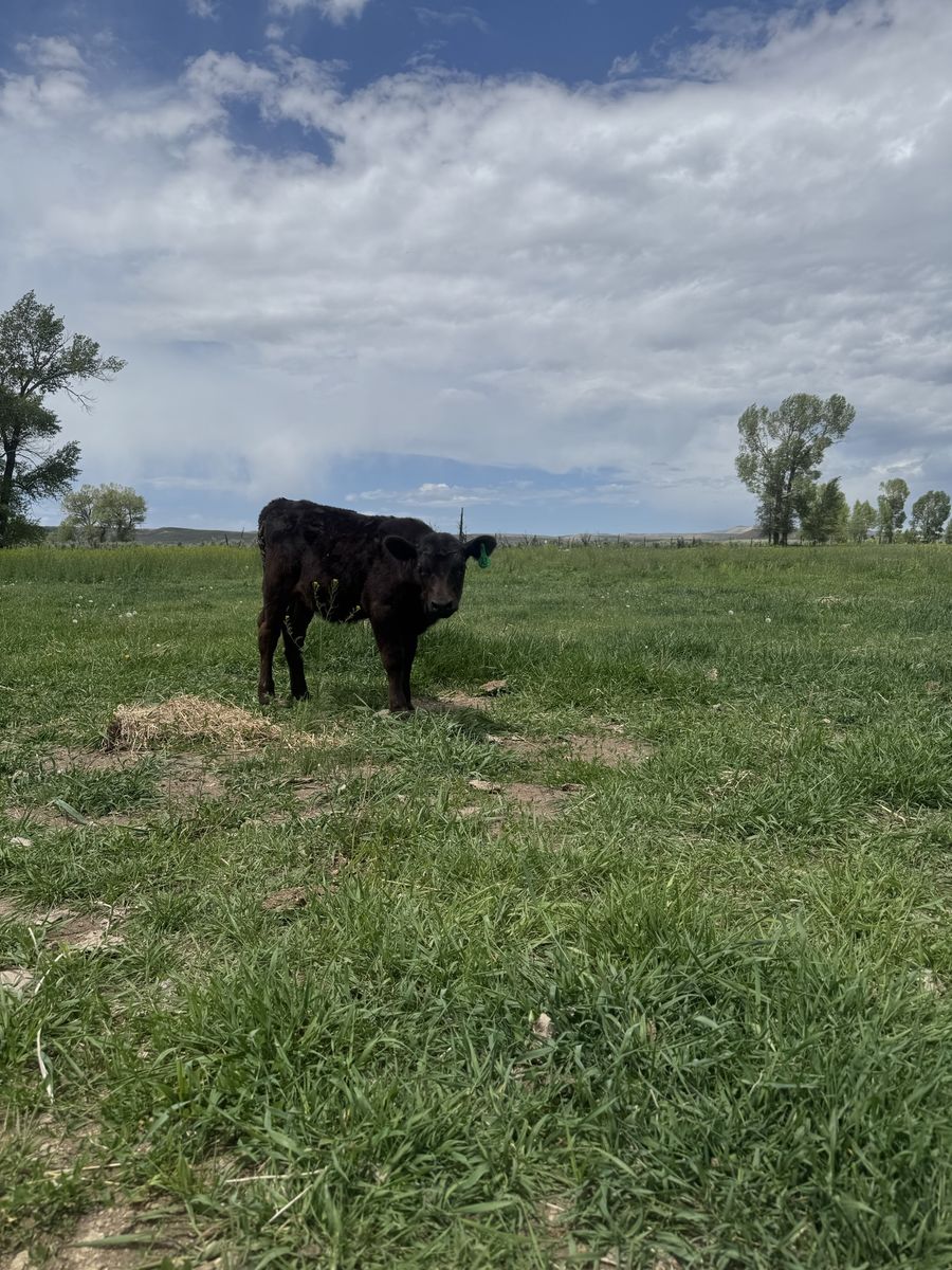 Bum calf