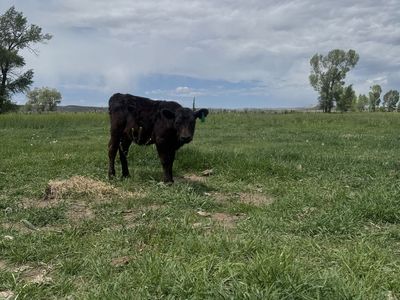 Bum calf