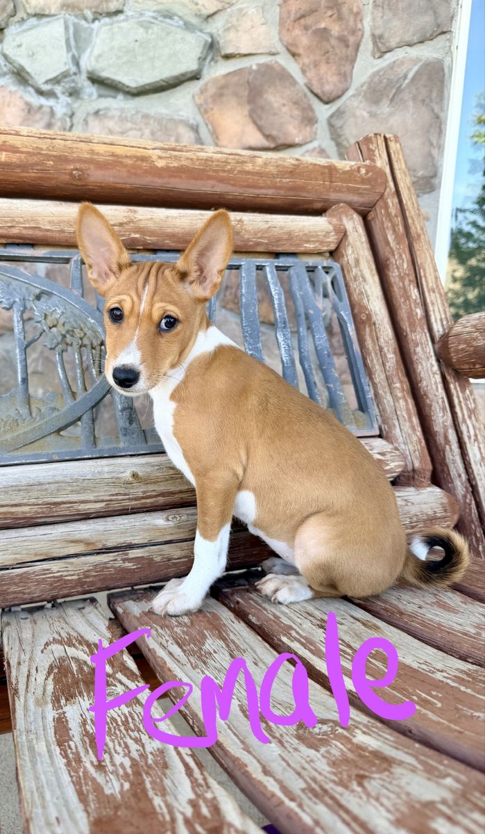 AKC Basenji Pups! Don't Bark!  Hypoallergenic!