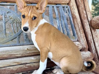 AKC Basenji Pups! Don't Bark! Hypoallergenic!