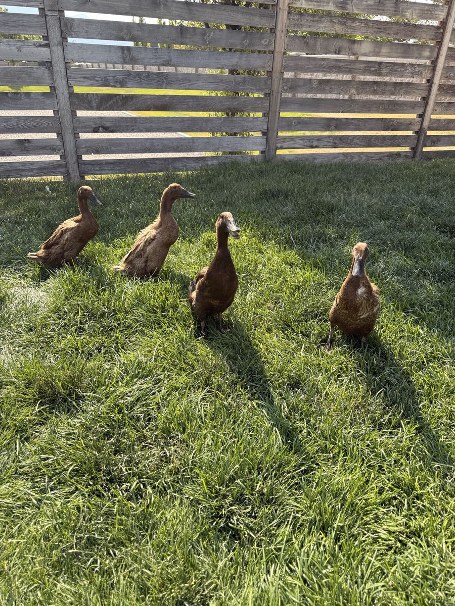 Indian runner ducks