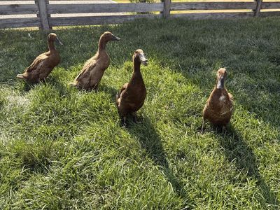 Indian runner ducks