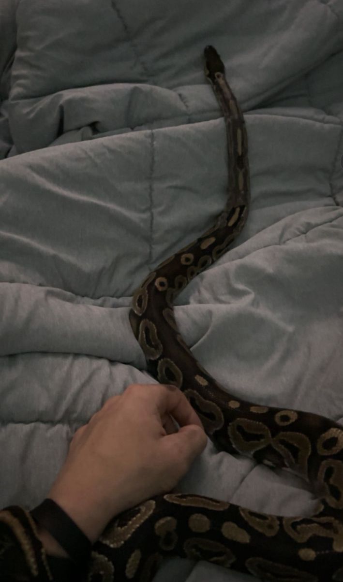 Ball python w/full enclosure