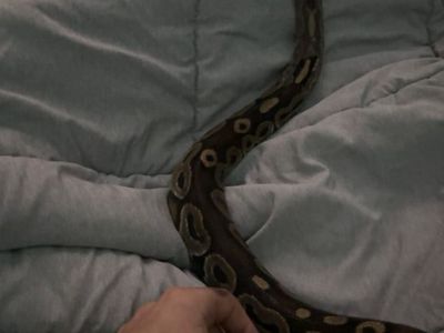 Ball python w/full enclosure