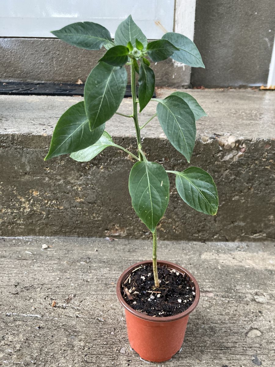 Serrano Hidalgo Peppers