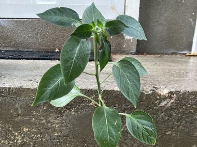 Serrano Hidalgo Peppers