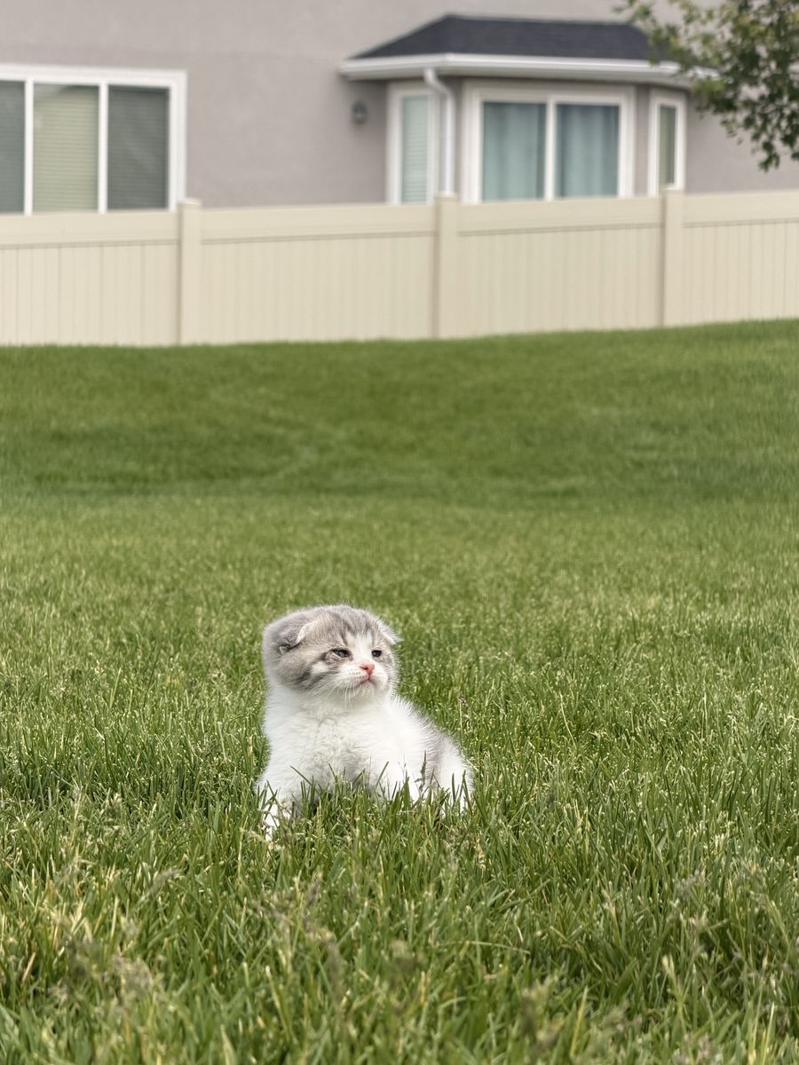 Adorable Scottish Fold X British X Siamese Kittens - Playful & Loving Companions