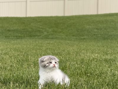 Adorable Scottish Fold X British X Siamese Kittens - Playful & Loving Companions