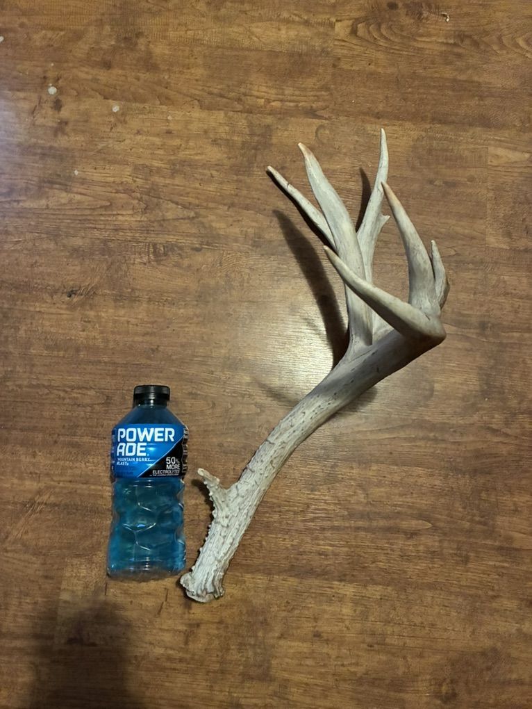 Mule Deer Shed