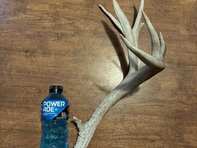 Mule Deer Shed