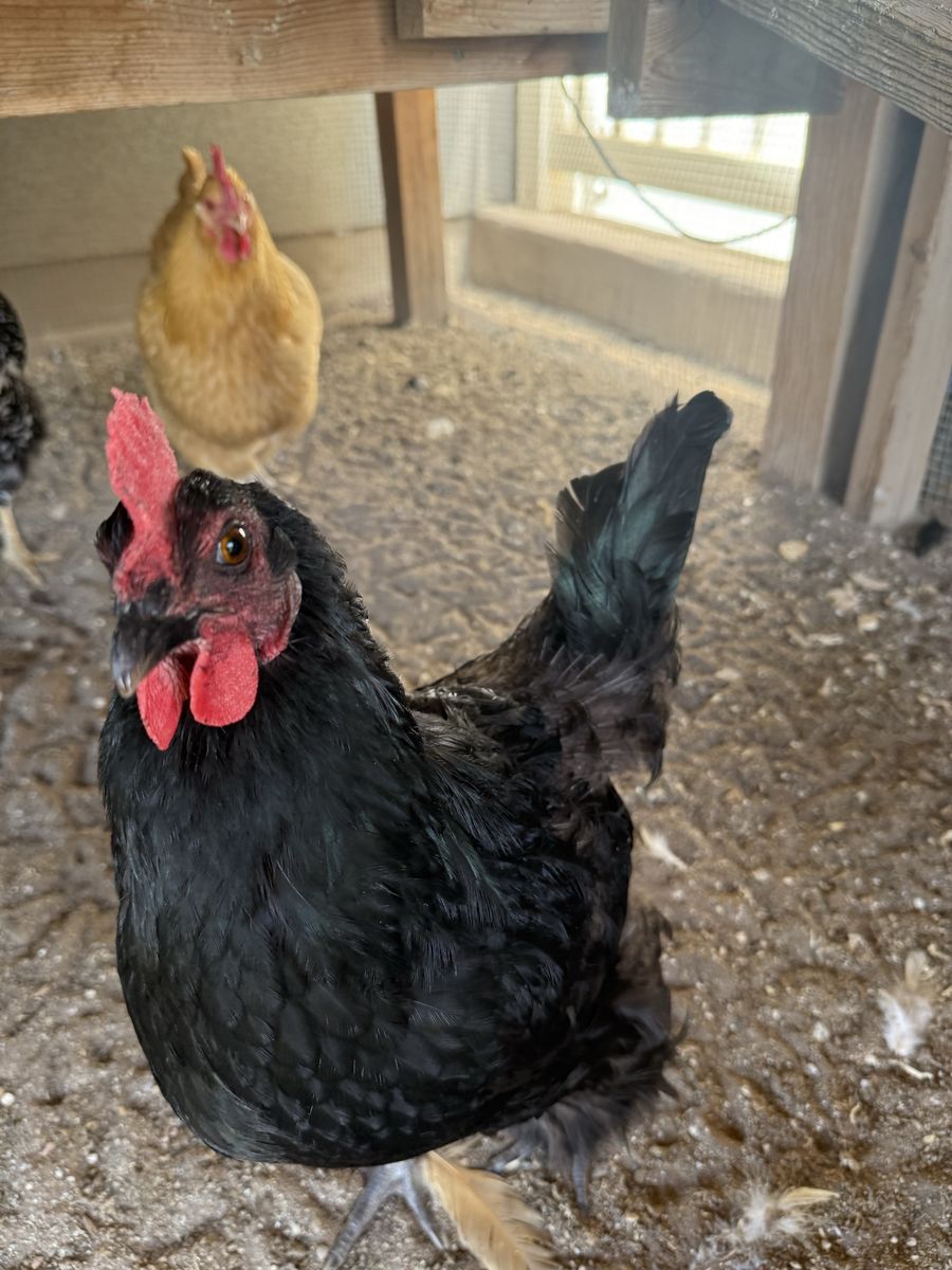 Laying Hen, Good Temperament