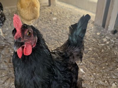 Laying Hen, Good Temperament