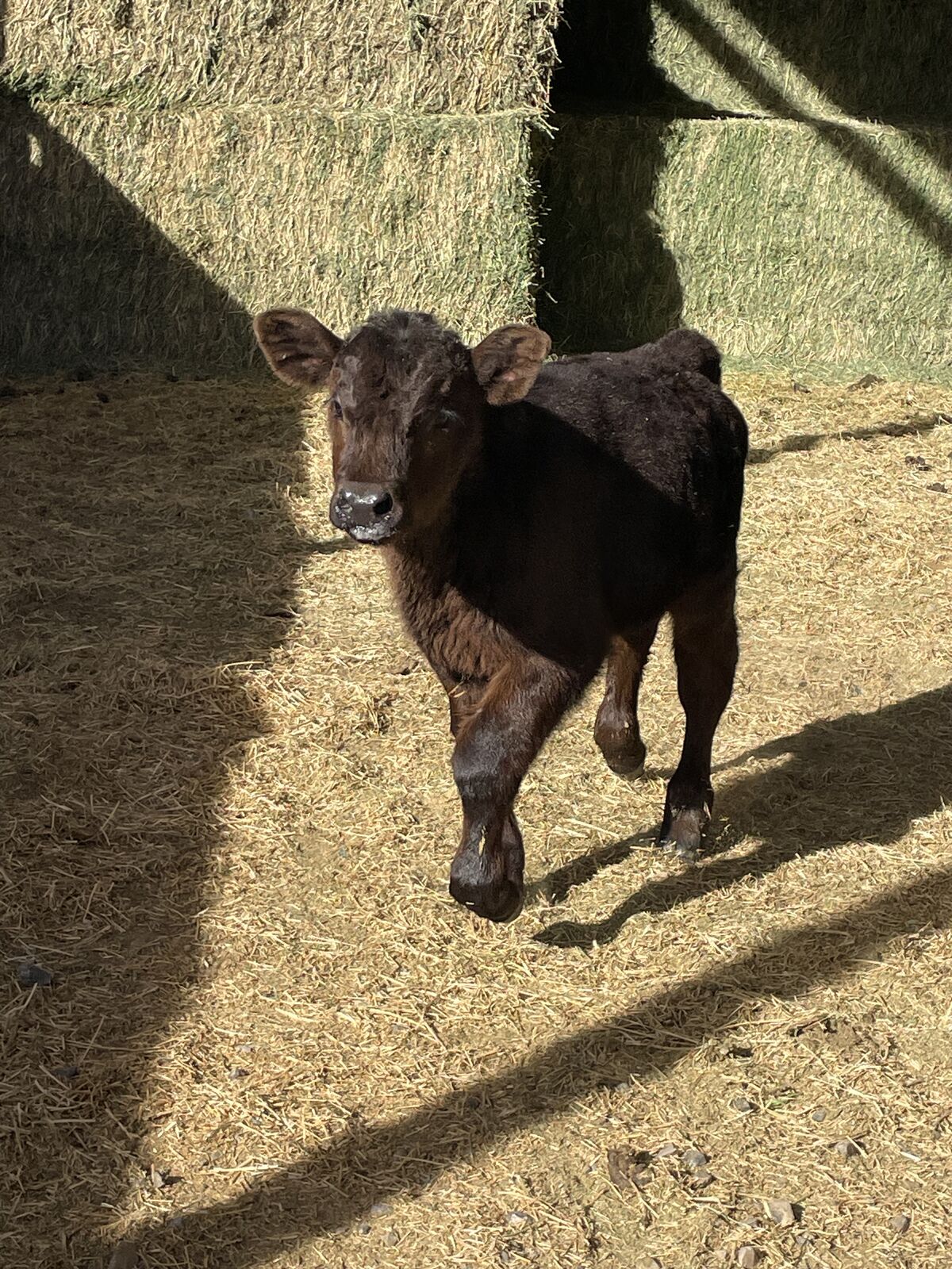 Semi Angus Bull Calf